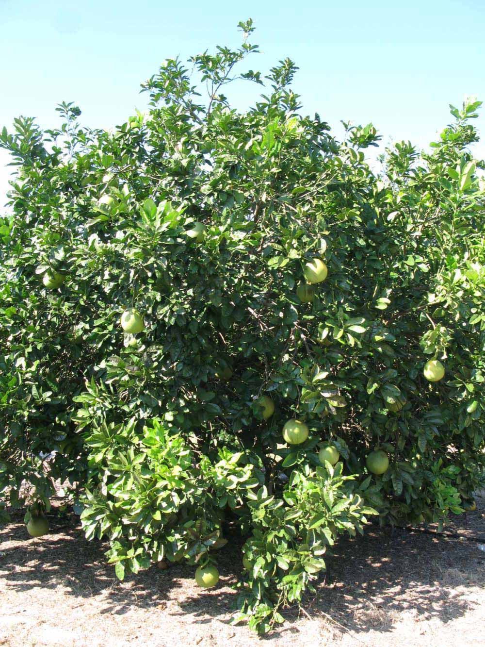            Habit (Winter Haven, FL)   